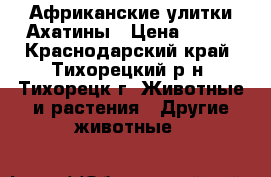 Африканские улитки Ахатины › Цена ­ 100 - Краснодарский край, Тихорецкий р-н, Тихорецк г. Животные и растения » Другие животные   